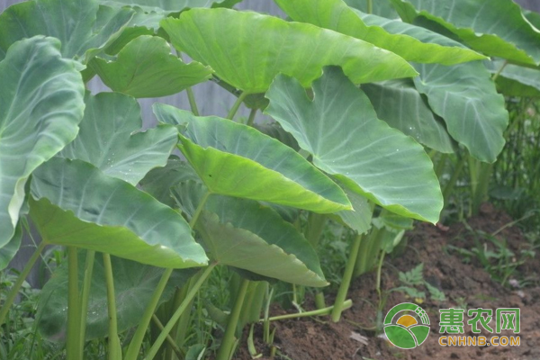 芋头常见病害及防治方法
