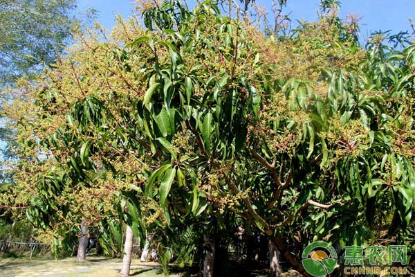 芒果成花期怎么管理？芒果帶葉花穗防治要點