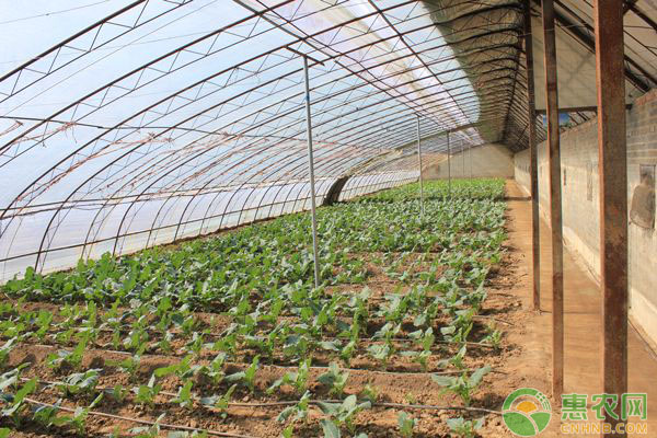 大棚蔬菜定植前怎么消毒？這三個(gè)步驟不能少