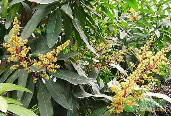 芒果成花期怎么管理？芒果帶葉花穗防治要點
