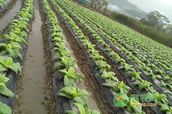 烤煙還苗至團棵期有哪些常見病蟲害？如何防治？
