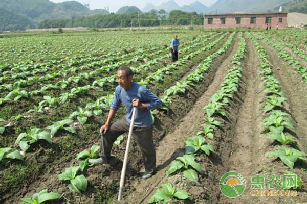 烤煙還苗至團棵期有哪些常見病蟲害？如何防治？