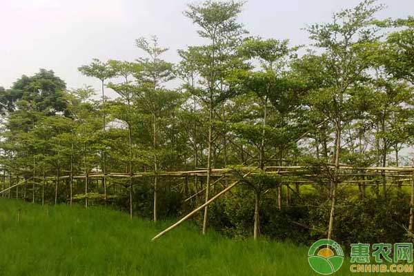 小葉欖仁樹的種植技術及在園林中的應用