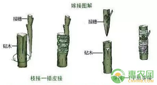 果樹嫁接實用技術(shù)
