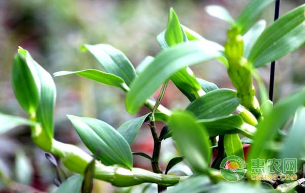 石斛盆栽怎么養(yǎng)護？石斛盆栽養(yǎng)護要點