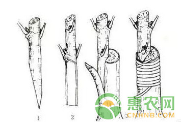 果樹嫁接實用技術(shù)