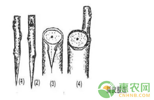 果樹嫁接實用技術(shù)