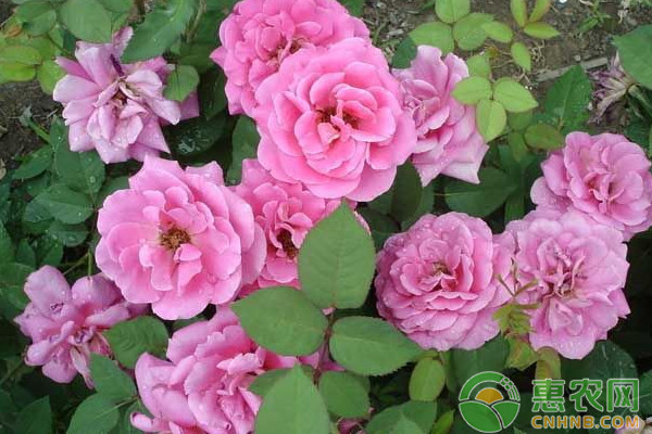 南方地區(qū)盆栽月季花的栽培管理技術(shù)