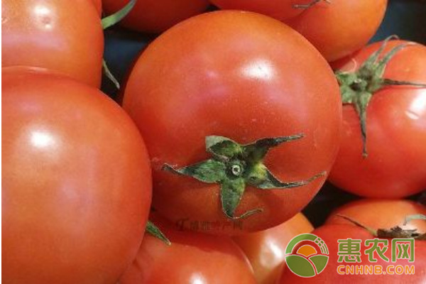 番茄常見(jiàn)病害的發(fā)生條件及其防治方法