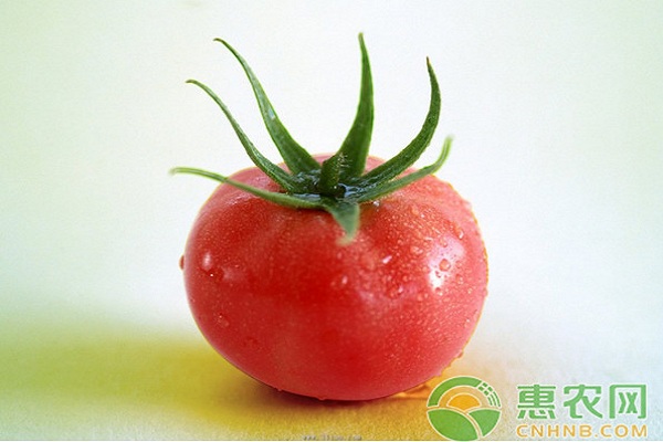 番茄常見(jiàn)病害的發(fā)生條件及其防治方法