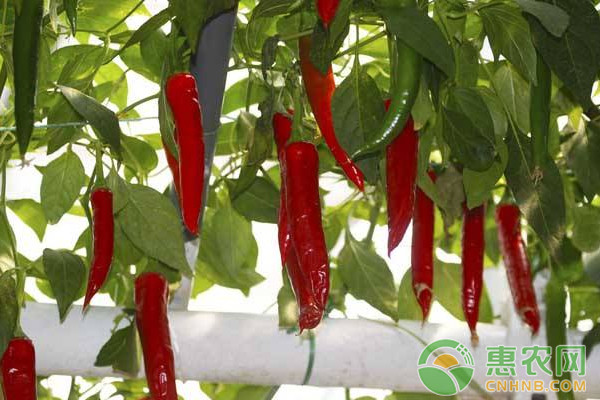 如何種好辣椒？早春時(shí)節(jié)辣椒種植要點(diǎn)