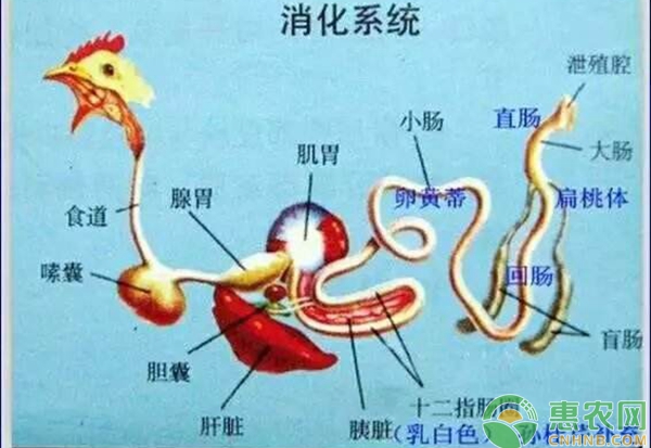 雞的消化系統(tǒng)