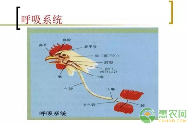 鸡呼吸系统