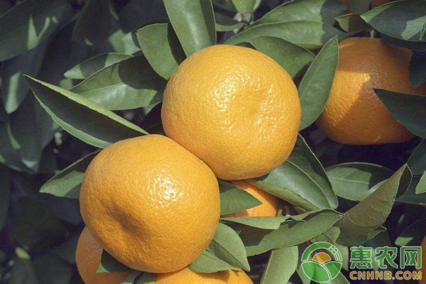 早熟溫州蜜柑?；ū９夹g(shù)要點(diǎn)