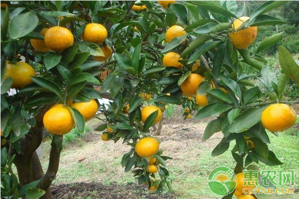 早熟溫州蜜柑?；ū９夹g(shù)要點(diǎn)