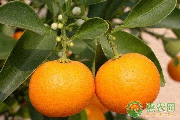 早熟溫州蜜柑?；ū９夹g(shù)要點(diǎn)