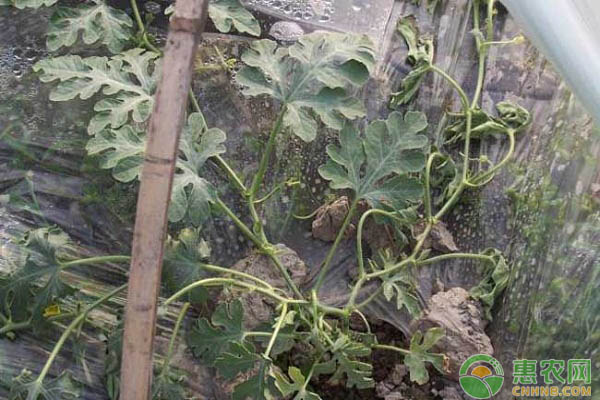 西瓜死秧怎么辦？西瓜枯萎病的發(fā)生規(guī)律及防治方法