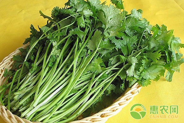 香菜高產(chǎn)種植技術(shù)及病蟲害防治