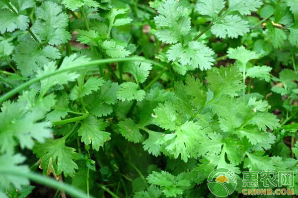 香菜高產(chǎn)種植技術(shù)及病蟲害防治