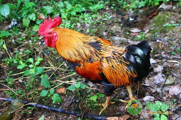 家禽常用36種注射類抗菌獸藥類型及用法