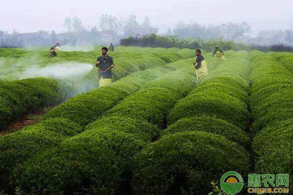 微生物農(nóng)藥該如何正確使用？微生物農(nóng)藥使用應注意哪些細節(jié)？