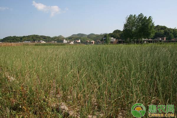 微生物農(nóng)藥該如何正確使用？微生物農(nóng)藥使用應注意哪些細節(jié)？