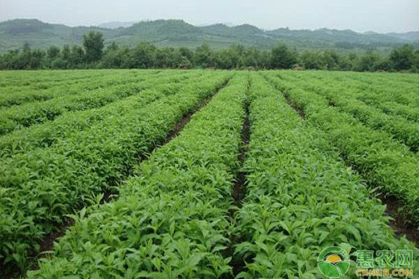 中藥材種植怎么賺錢？中藥材種植的注意事項(xiàng)