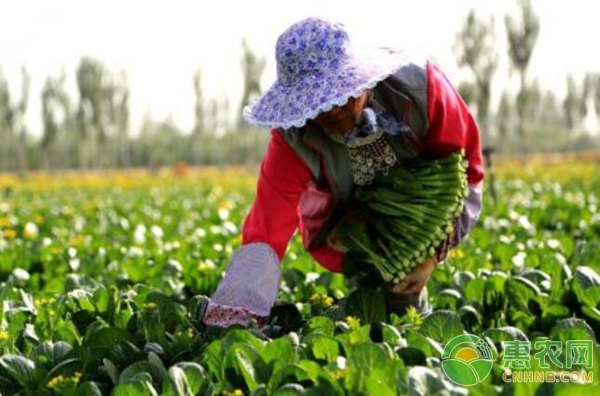 蔬菜種植