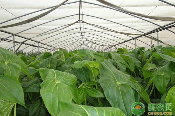 蔬菜設(shè)施栽培中的連作危害及預(yù)防措施