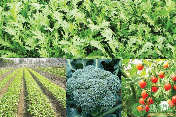 蔬菜設(shè)施栽培中的連作危害及預(yù)防措施