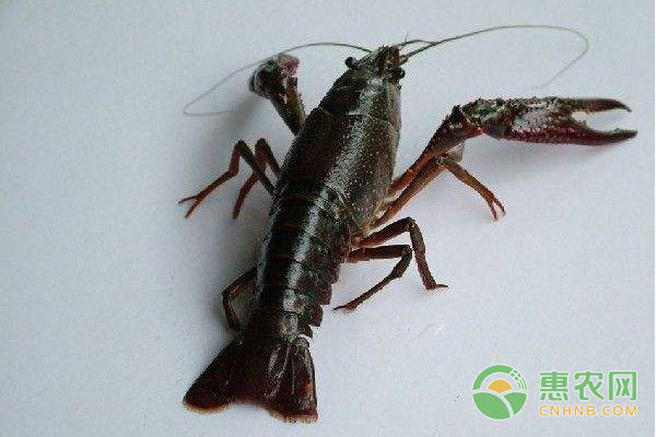 小龍蝦黑鰓病癥狀有哪些？