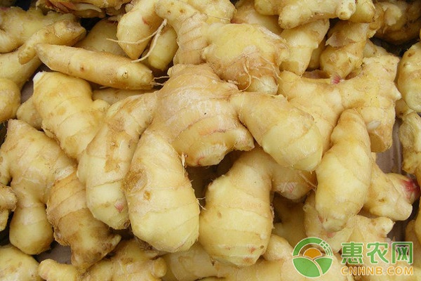 生姜高產(chǎn)栽培技術(shù)及病蟲害防治