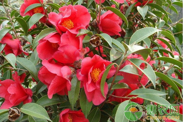 紅花油茶高效種植技術(shù)及病蟲害防治