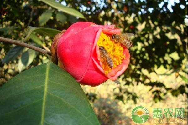 紅花油茶高效種植技術(shù)及病蟲害防治