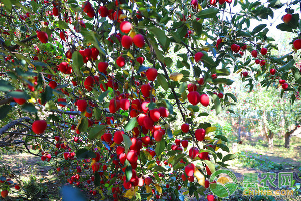 雞心果種植技術(shù)