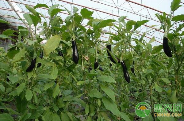 茄子种植技术：茄子苗期病害的防治办法-图片版权归惠农网所有