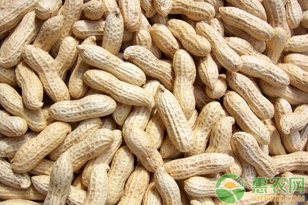 花生起壟全程機(jī)械化高產(chǎn)新技術(shù)