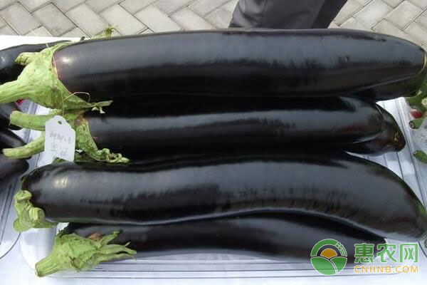 茄子种植技术：茄子苗期病害的防治办法-图片版权归惠农网所有