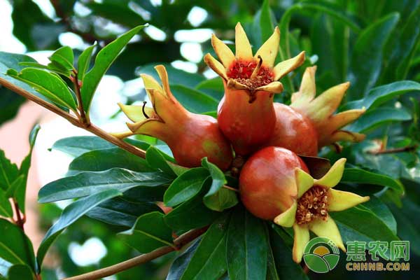 石榴種植技術(shù)要點及效益分析