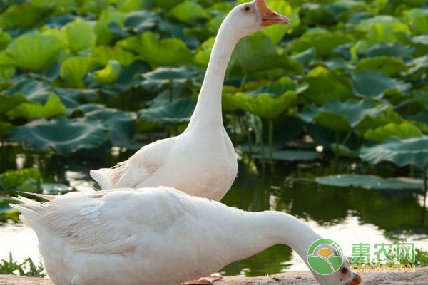 家禽養(yǎng)殖：鴨鵝舍巡查工作主要有哪些？