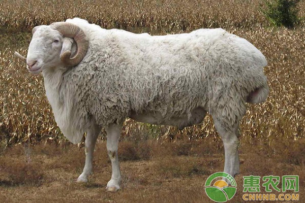 淺析羊的常見疾病及其防治措施