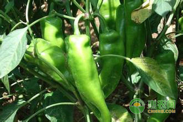 青 (辣) 椒種植栽培技術(shù)