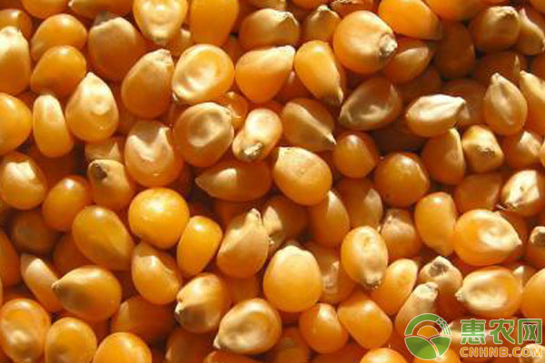 蔬菜種子要怎么貯藏？玉米大豆油菜種子貯藏技術(shù)及注意事項