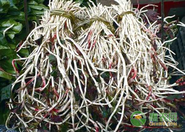 保健蔬菜魚(yú)腥草種植技術(shù)及效益分析
