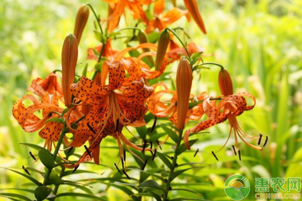 卷丹百合種植技術(shù)