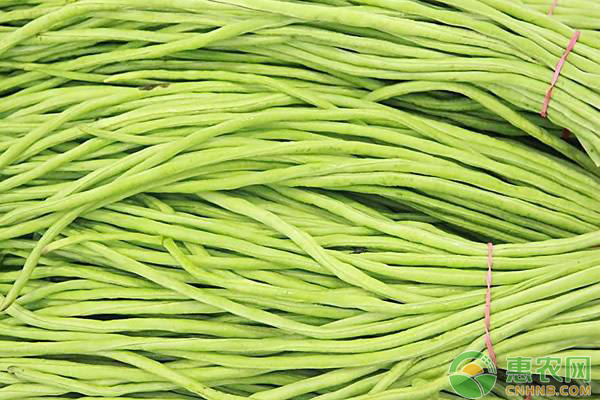 豆角怎么種植才能高產(chǎn)？豆角的種植方法