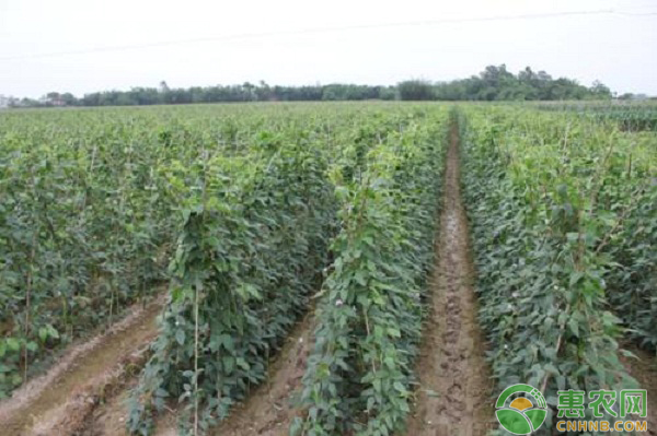 豆角怎么種植才能高產(chǎn)？豆角的種植方法