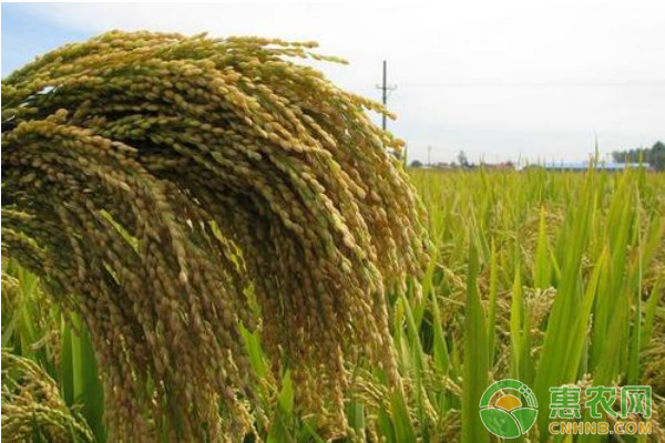 浅谈水稻缺素症状及其补救措施