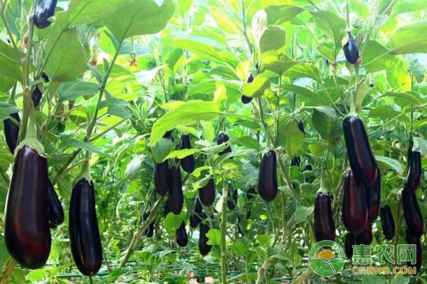 茄子分次追肥少施化肥講解