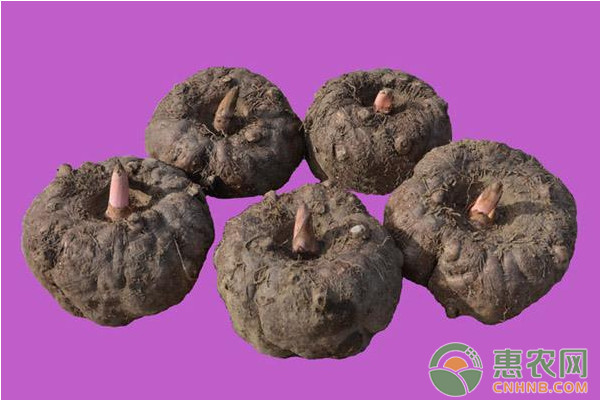 魔芋软腐病的发生规律及其防治措施